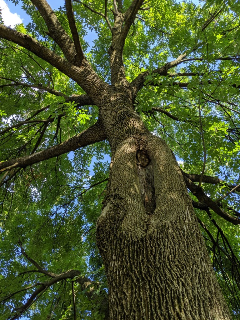 Green Ash Tree