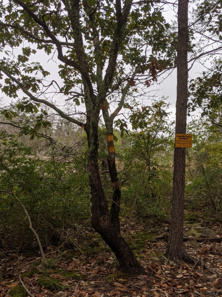 Photo by Carin Wagner