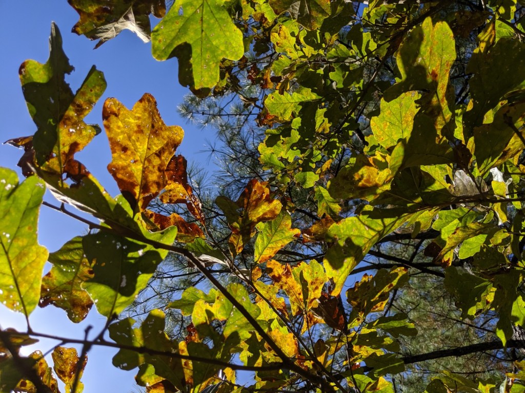  Photo by Carin Wagner 