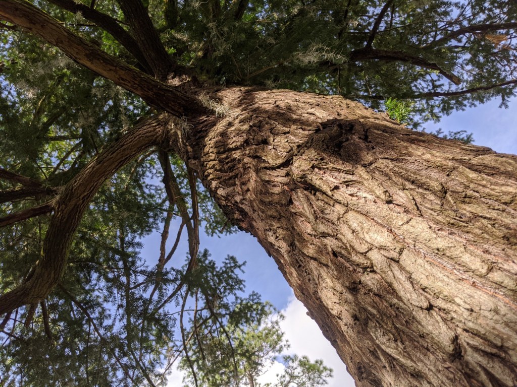 Madison Torreya by Carin Wagner