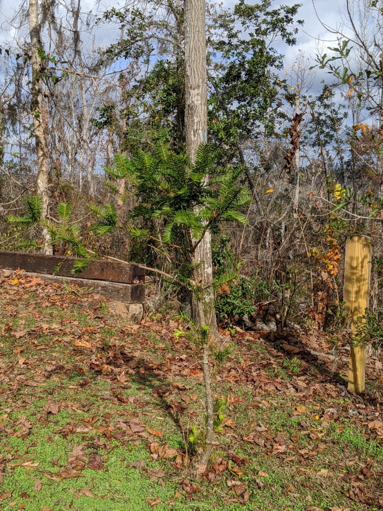 Gregory House Torreya by Carin Wagner