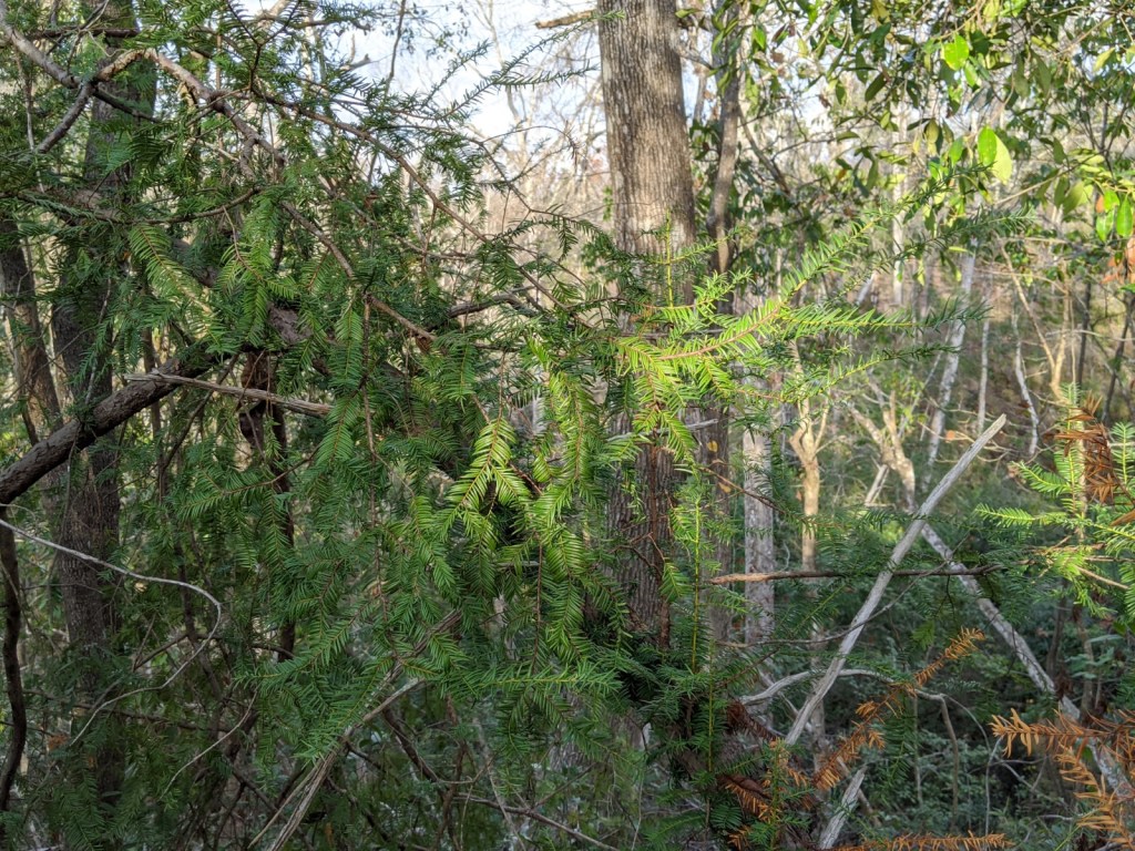 Garden of Eden Yew by Carin Wagner